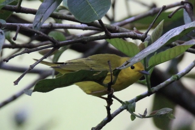 Northern Yellow Warbler - ML647016261