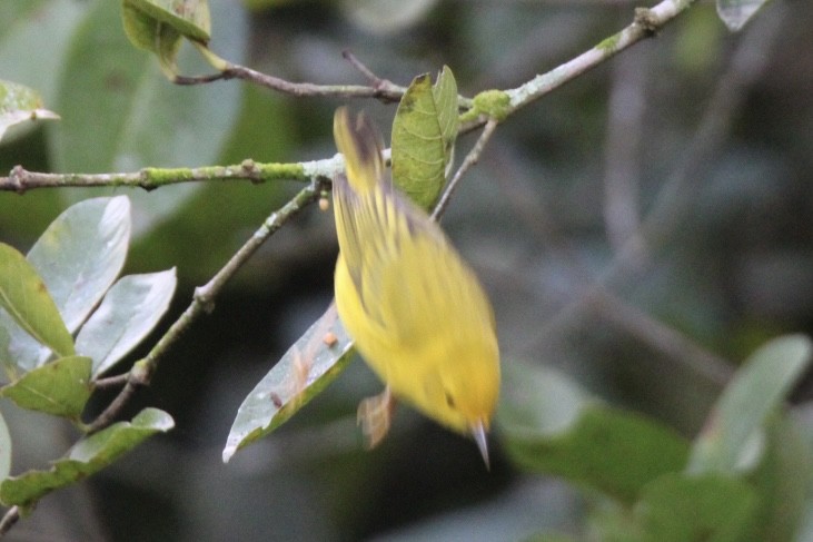 Northern Yellow Warbler - ML647016262