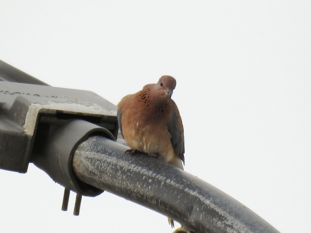 palmedue - ML647016264