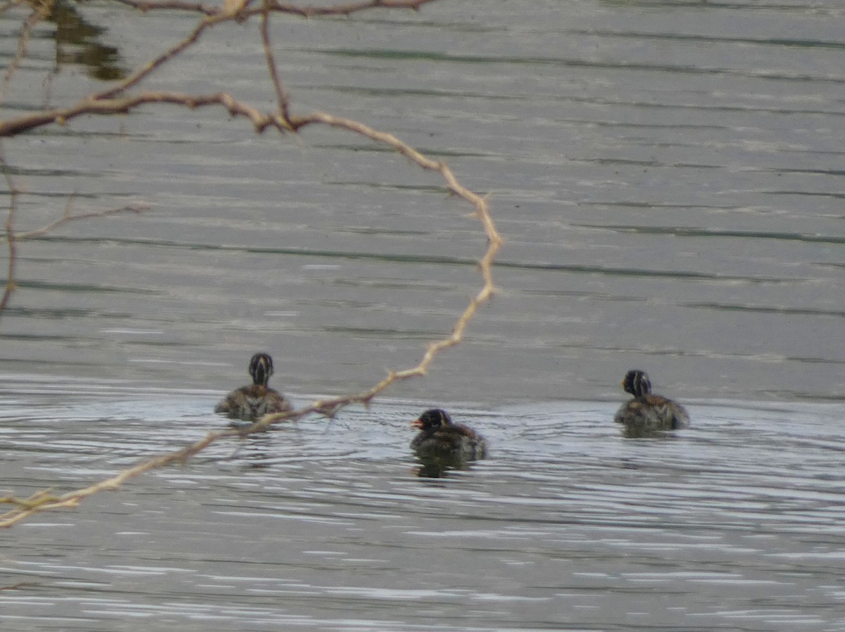 Little Grebe - ML647016265