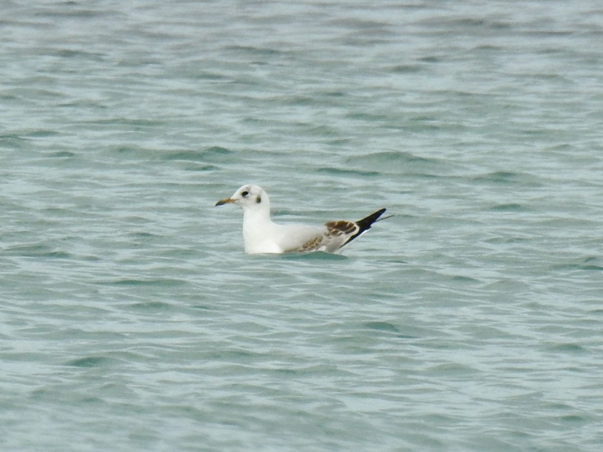Black-headed Gull - ML647016266