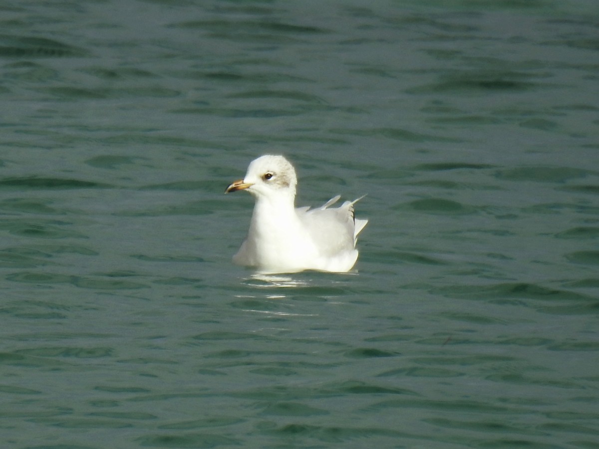 Mediterranean Gull - ML647016267