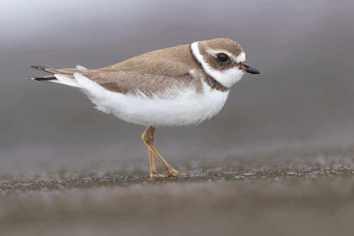 Semipalmated Plover - ML647016269