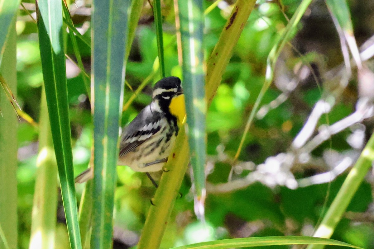 Yellow-throated Warbler - ML647016273