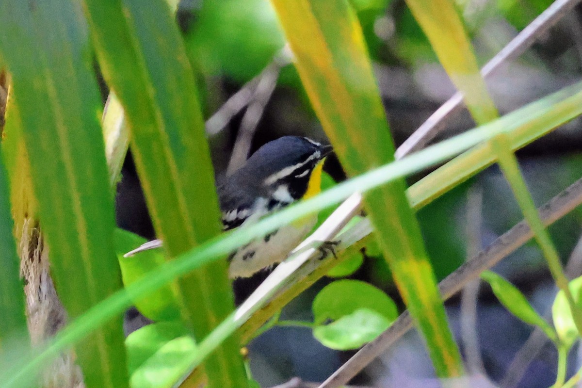 Yellow-throated Warbler - ML647016274