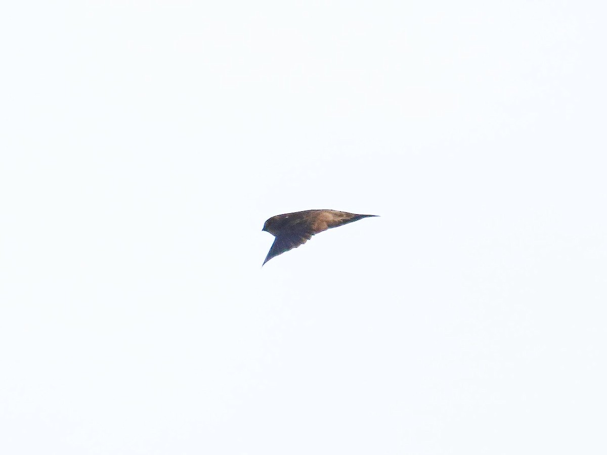 Plume-toed Swiftlet - ML647016278