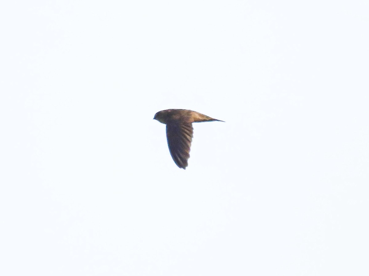 Plume-toed Swiftlet - ML647016283