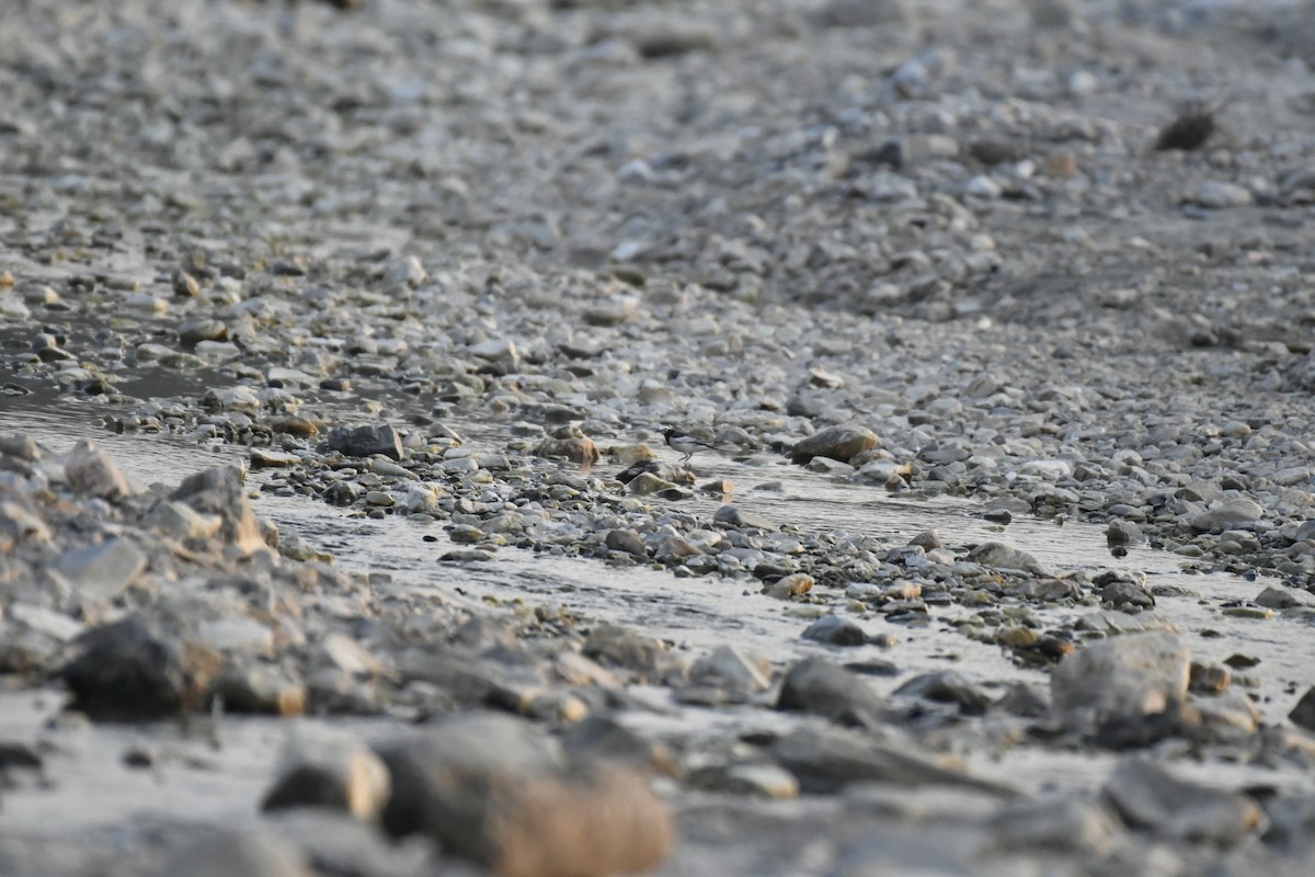 Weißbrauenstelze - ML647016287