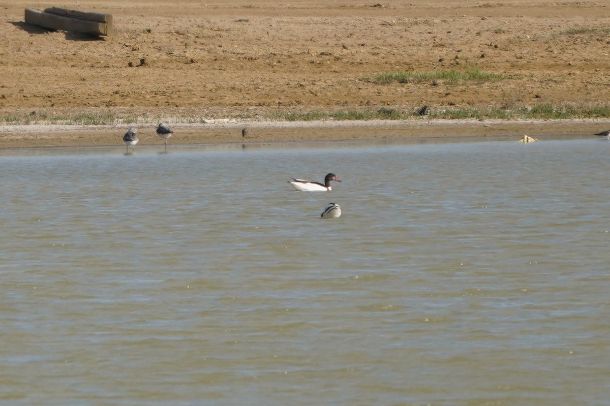 Paita arrunta - ML647016290