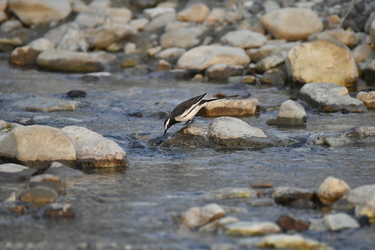 Weißbrauenstelze - ML647016291