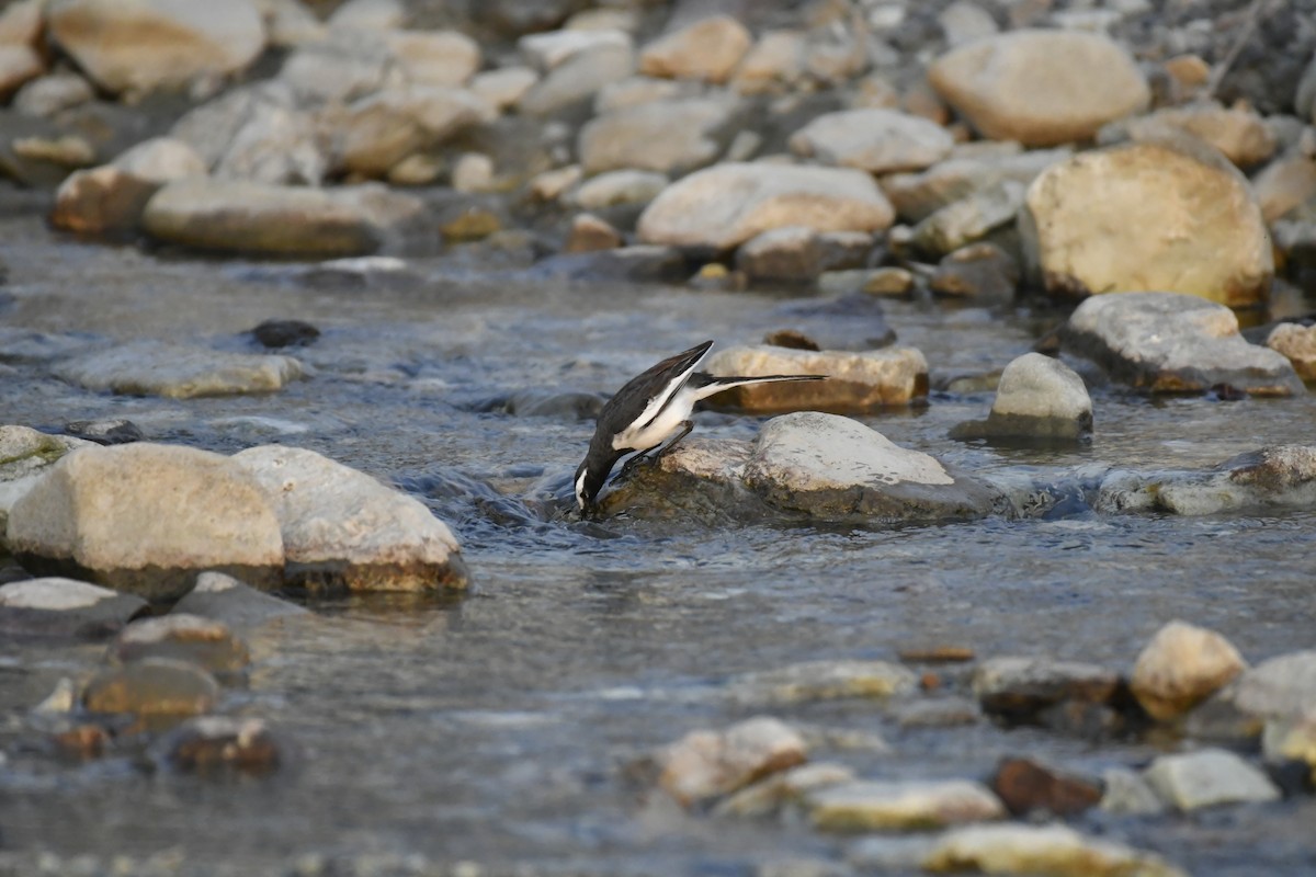 Weißbrauenstelze - ML647016292