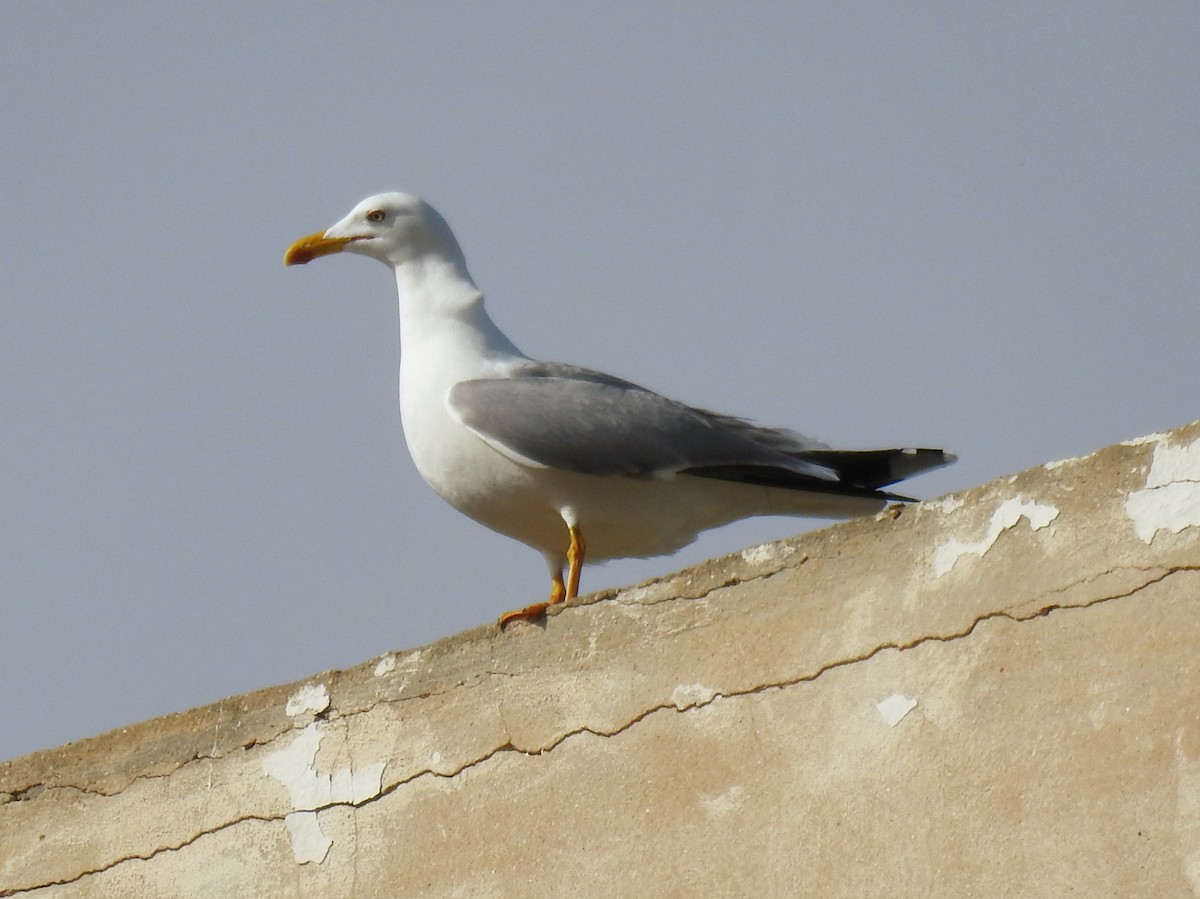 Yellow-legged Gull - ML647016294