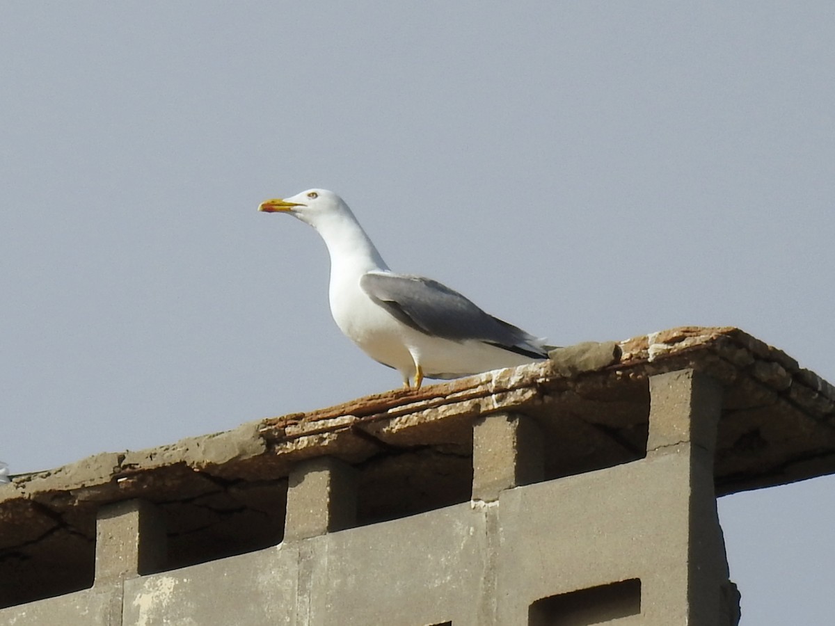 Yellow-legged Gull - ML647016295