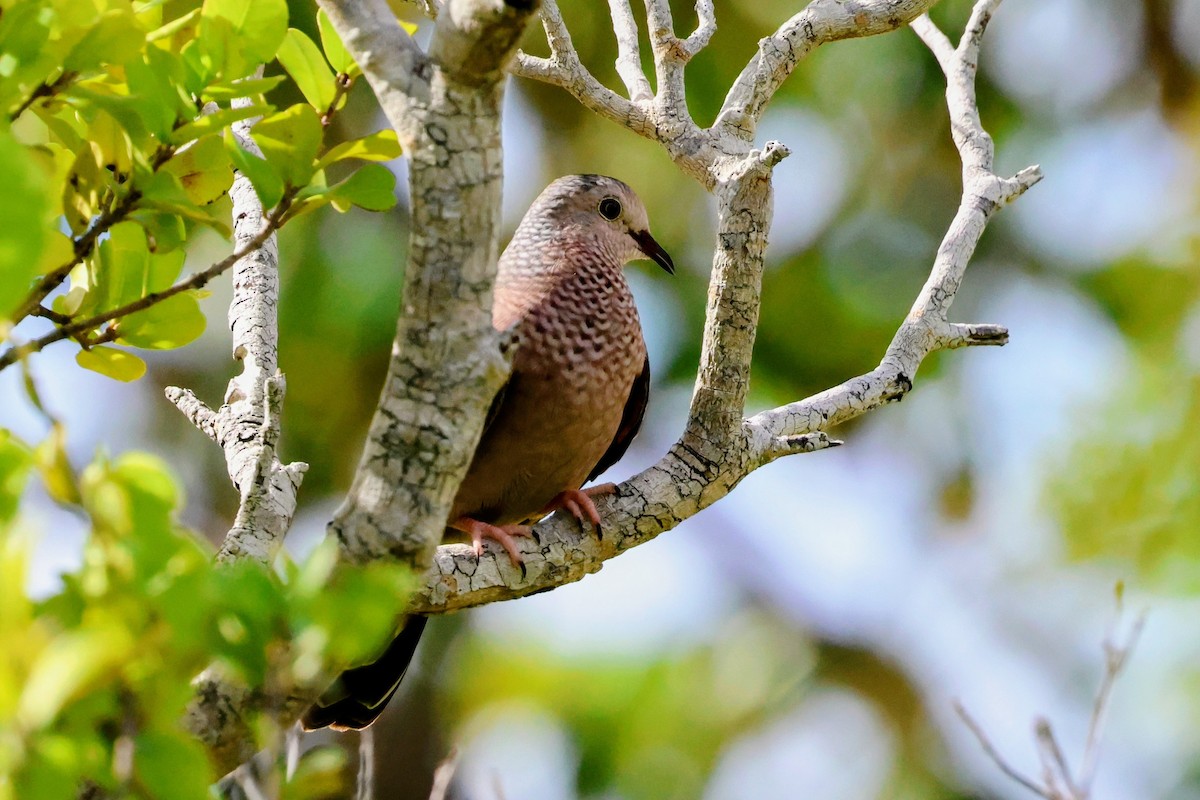 Талпакоті строкатоголовий - ML647016297