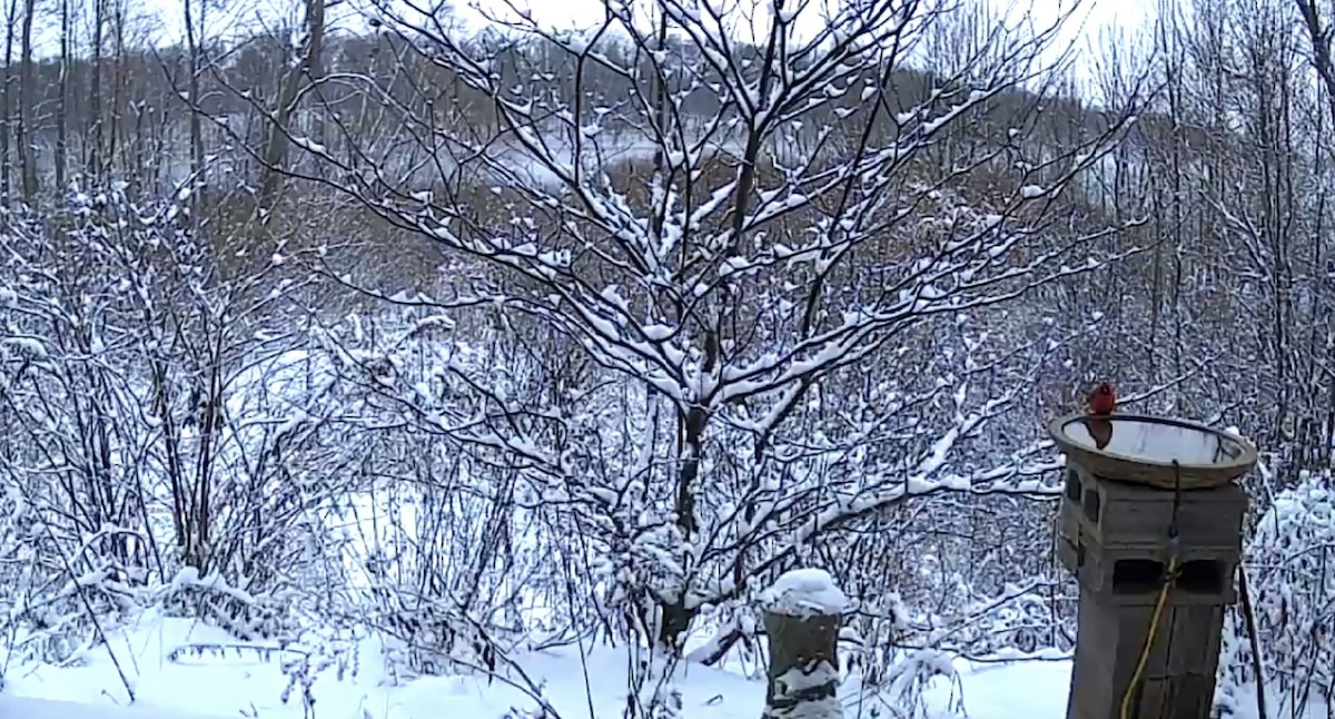 Northern Cardinal - ML647016298