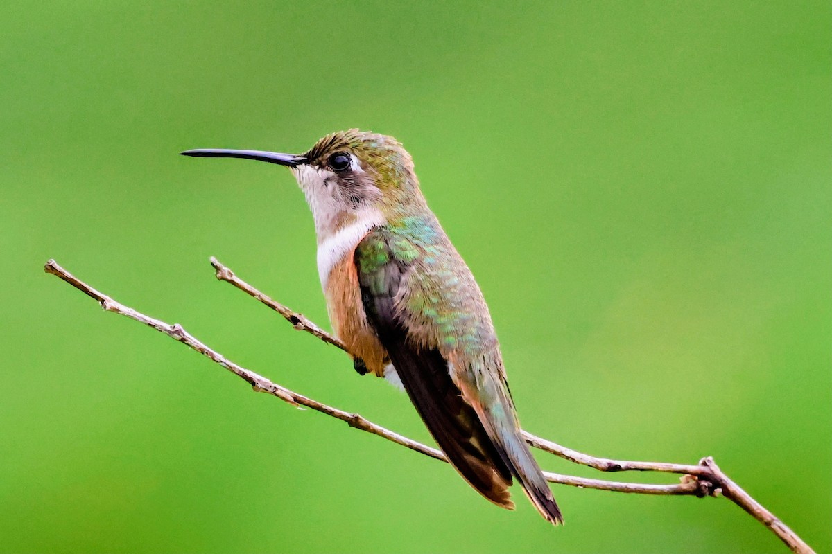 Колібрі-аметист багамський - ML647016304