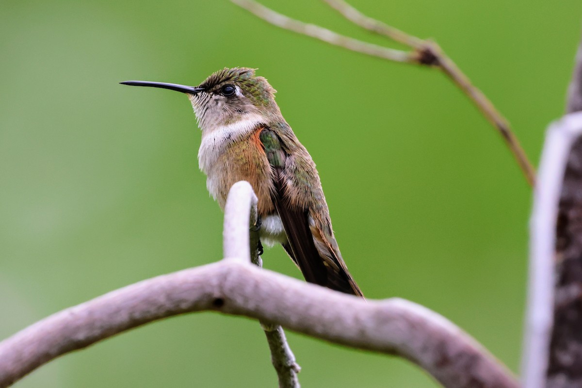 Колібрі-аметист багамський - ML647016305