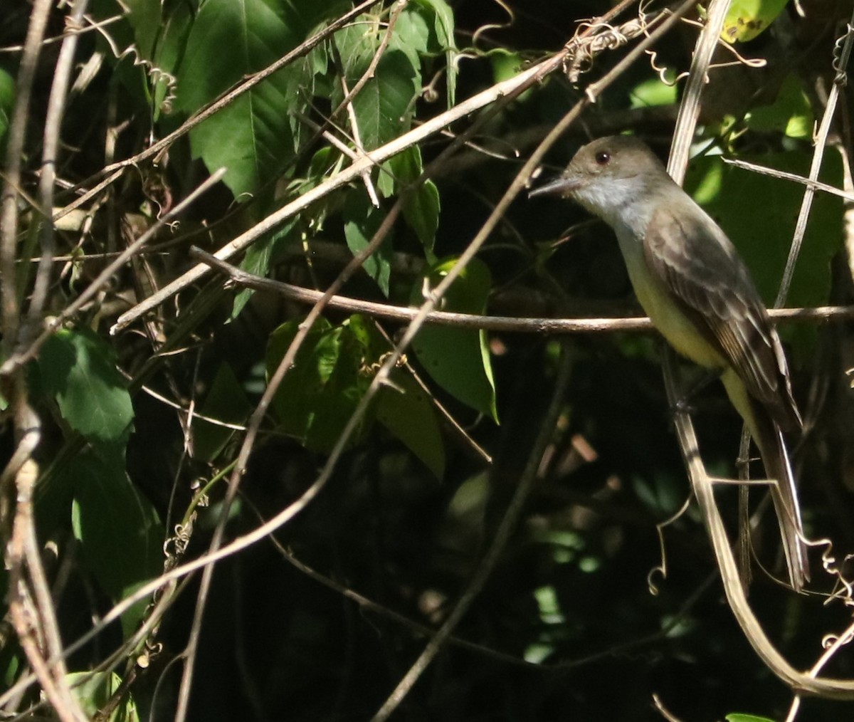 Swainson's Flycatcher - ML647016311