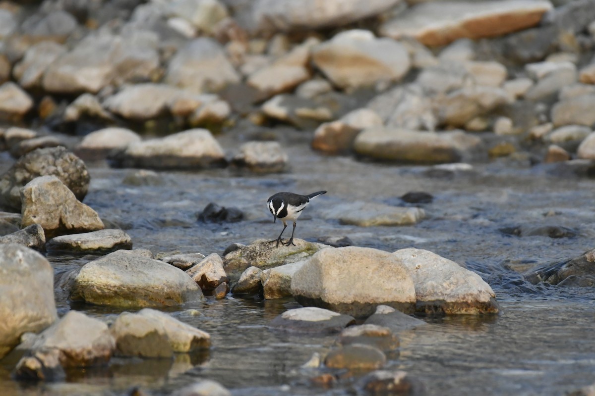 Weißbrauenstelze - ML647016317