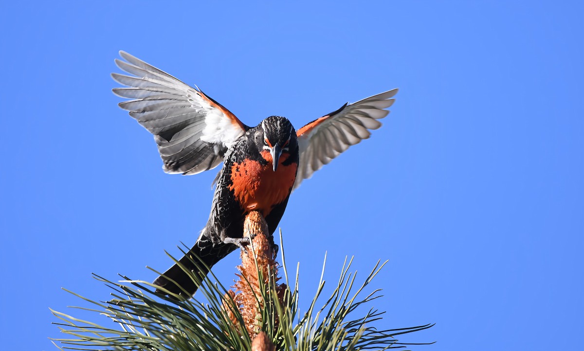 Long-tailed Meadowlark - ML647016318