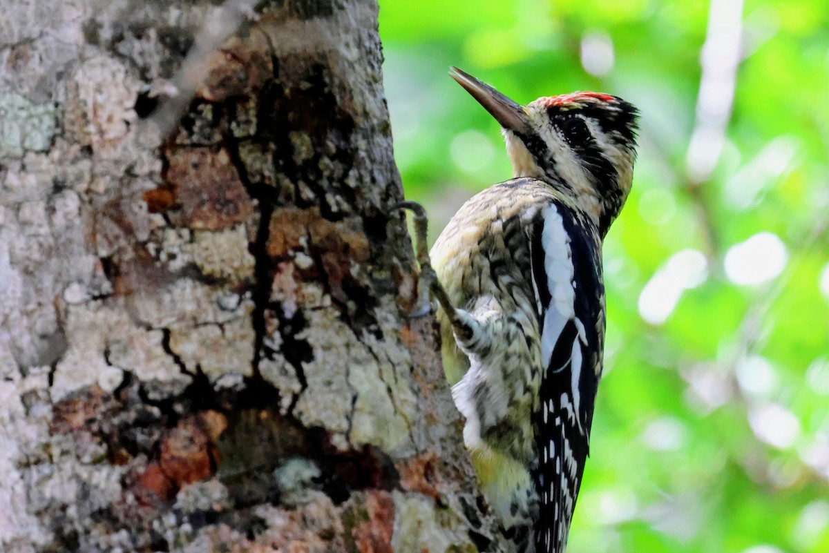 Дятел-смоктун жовточеревий - ML647016322