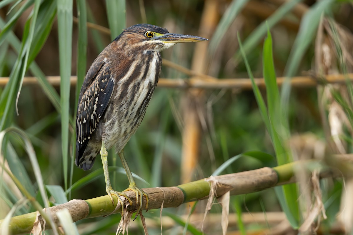 Green Heron - ML647016323