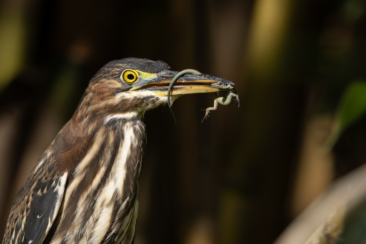 Green Heron - ML647016324