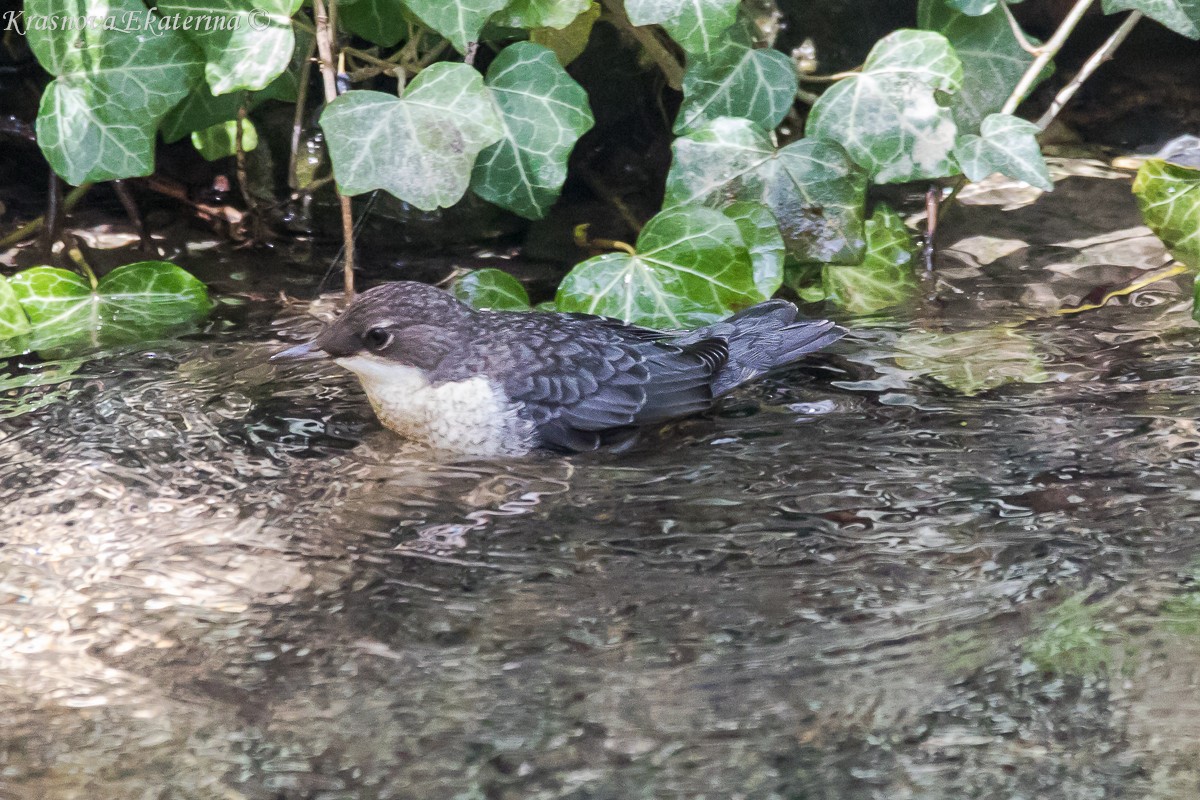 White-throated Dipper - ML647016340