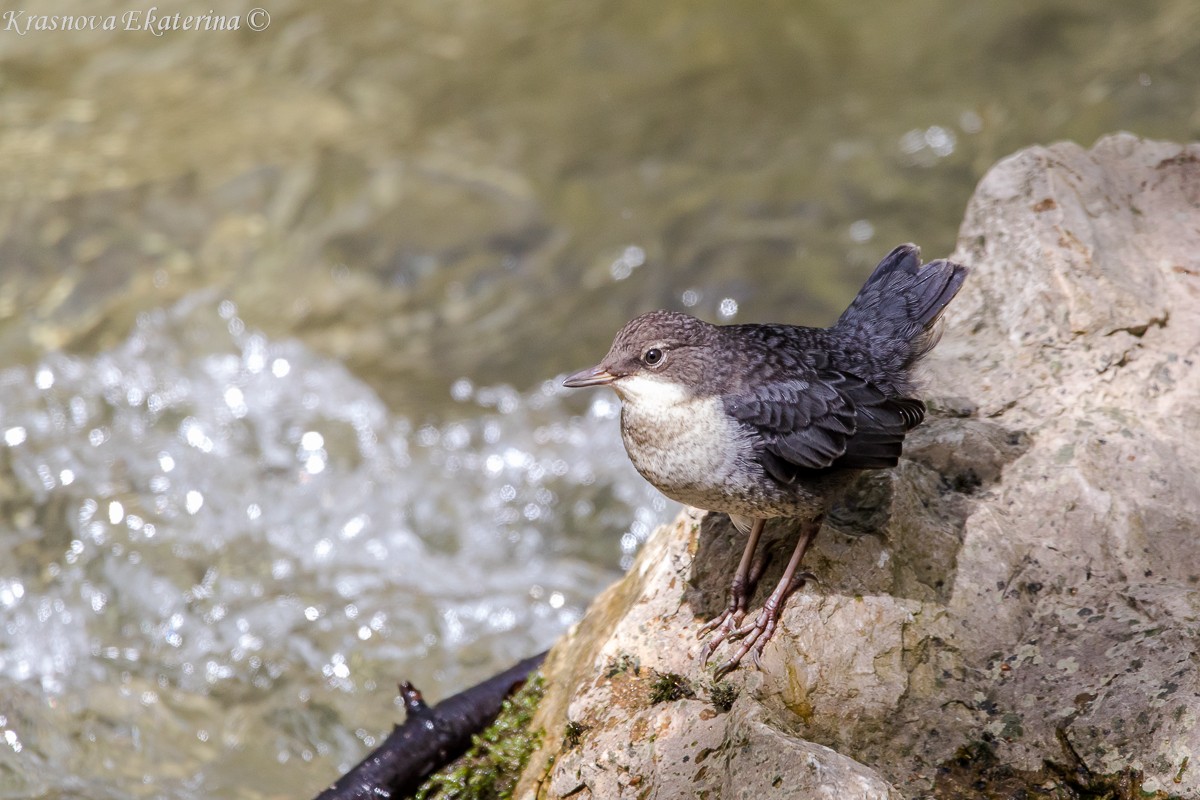 White-throated Dipper - ML647016341