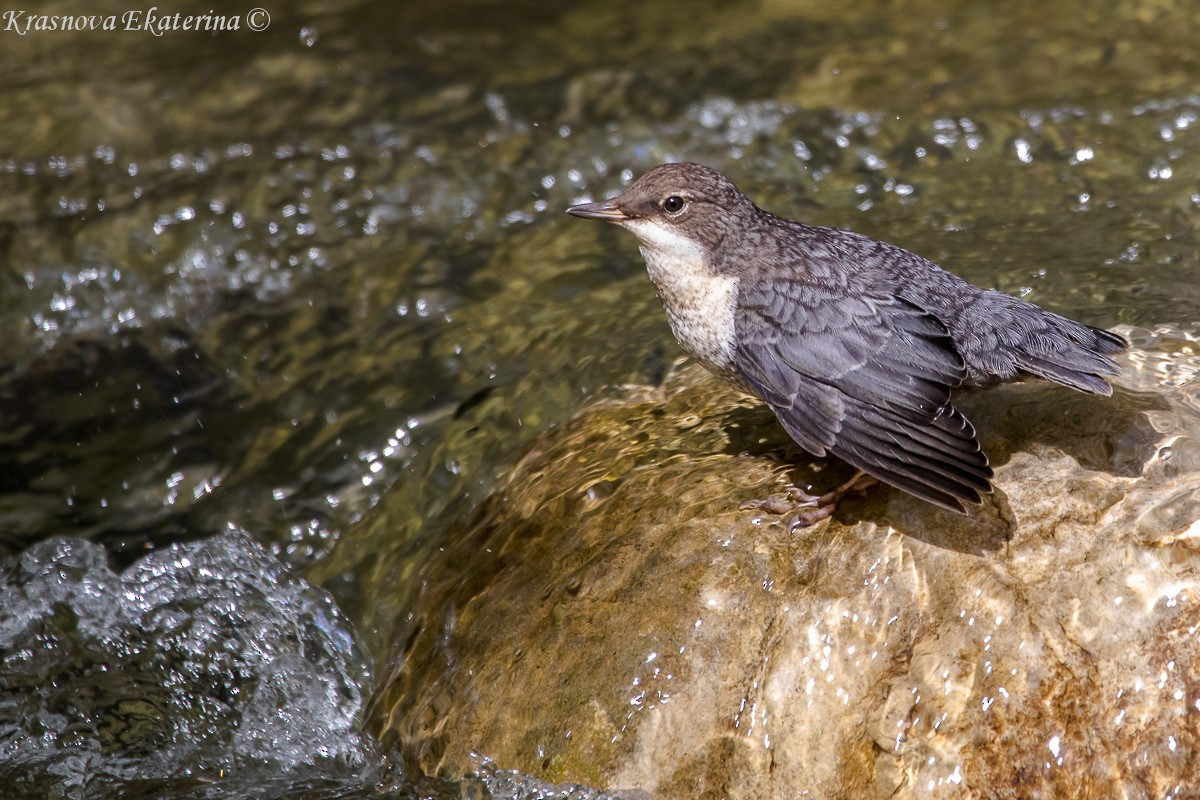 White-throated Dipper - ML647016342