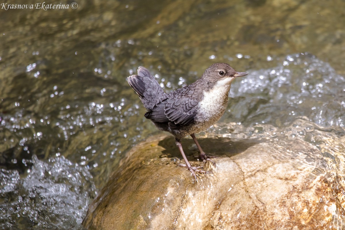 White-throated Dipper - ML647016343