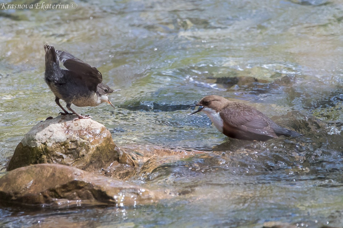 White-throated Dipper - ML647016344