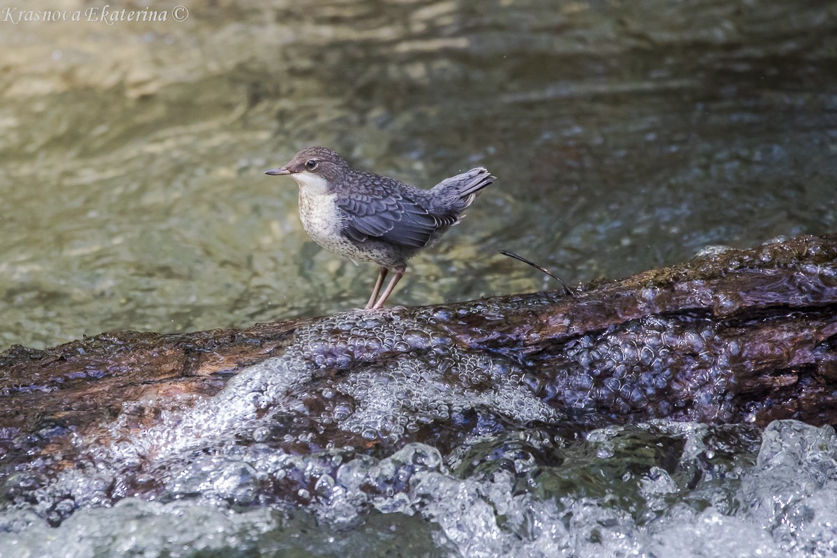 White-throated Dipper - ML647016345
