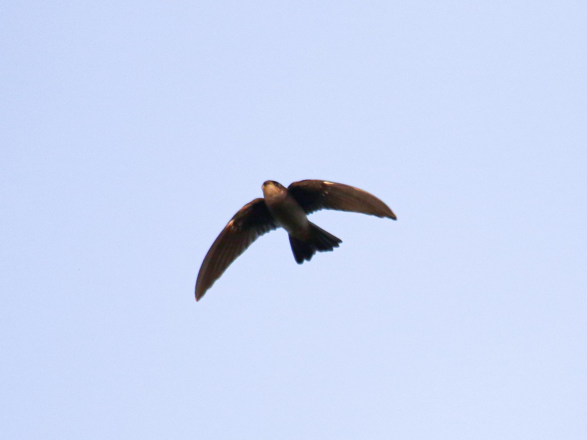 Plume-toed Swiftlet - ML647016348