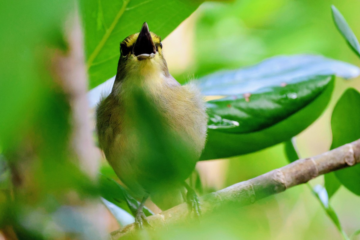 Віреон товстодзьобий - ML647016350