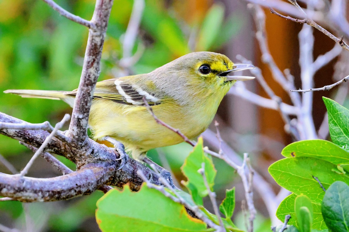 Віреон товстодзьобий - ML647016351