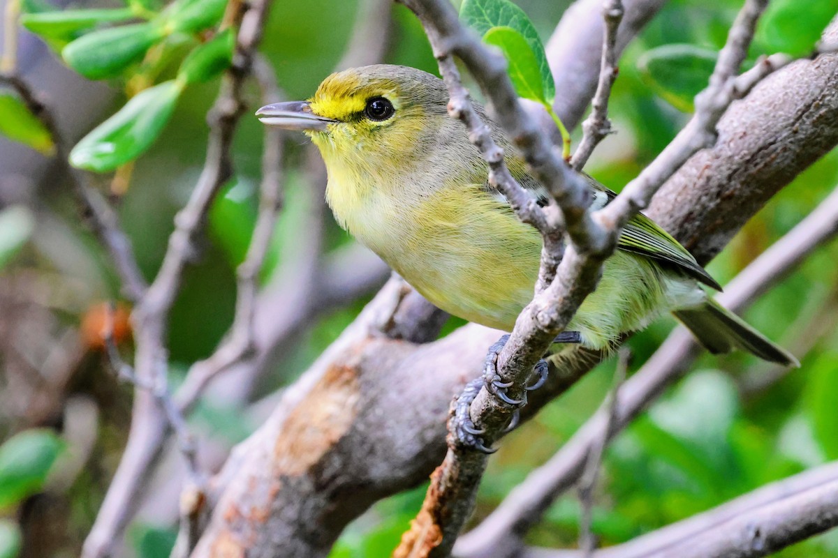 Віреон товстодзьобий - ML647016352