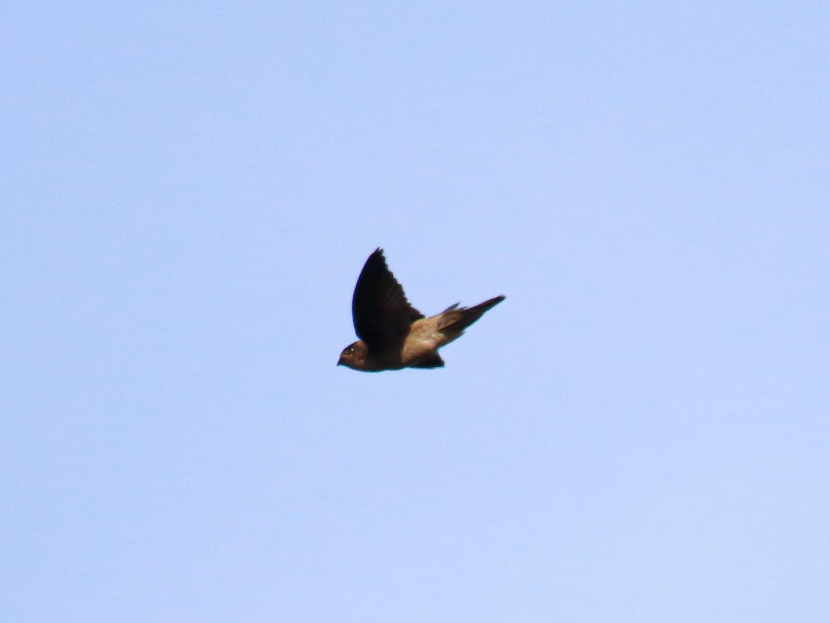 Plume-toed Swiftlet - ML647016353