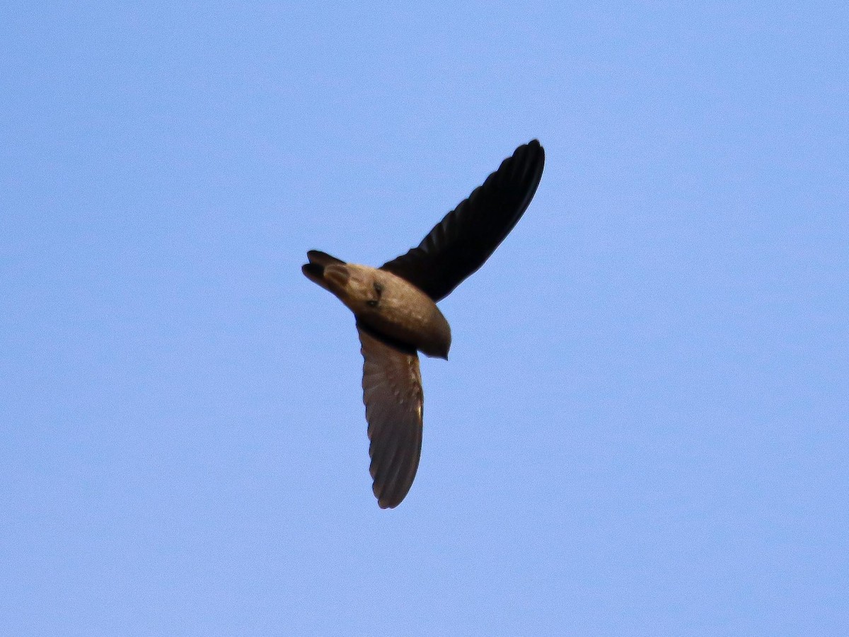 Plume-toed Swiftlet - ML647016355