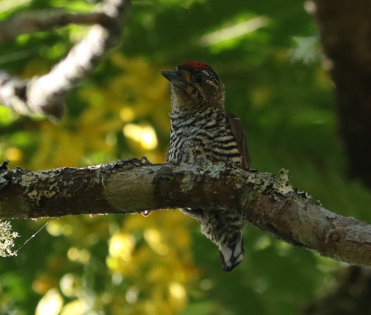 Carpinterito Variable - ML647016356