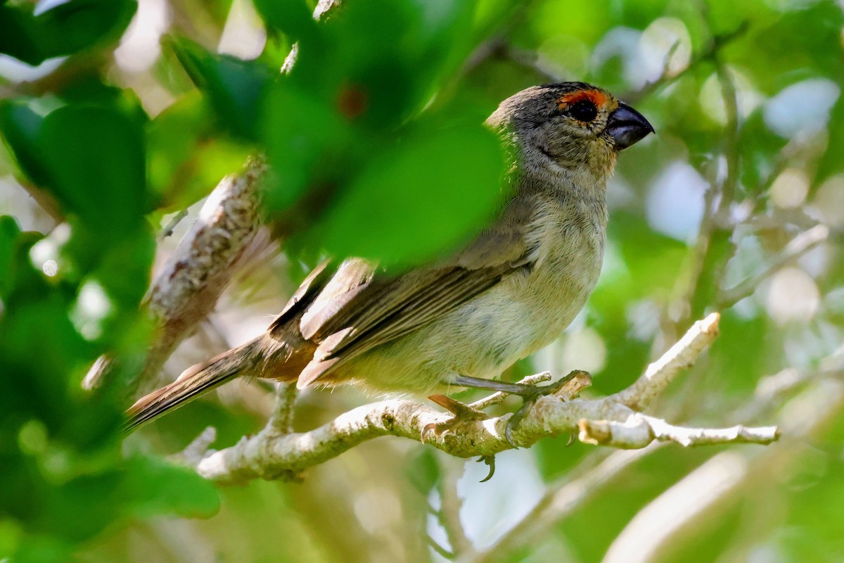 Карпачо великий - ML647016358