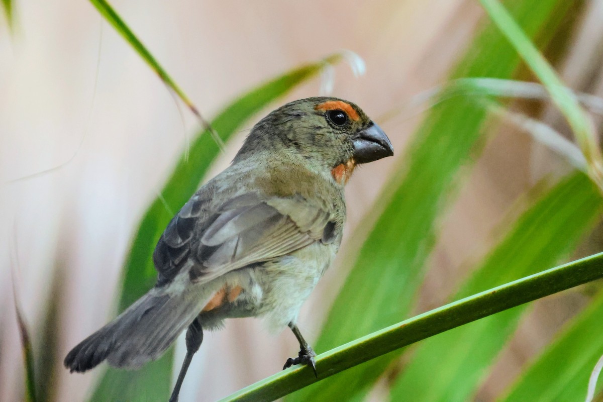 Карпачо великий - ML647016359