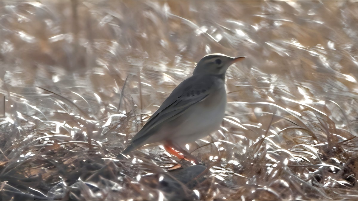 linduška velká - ML647016379