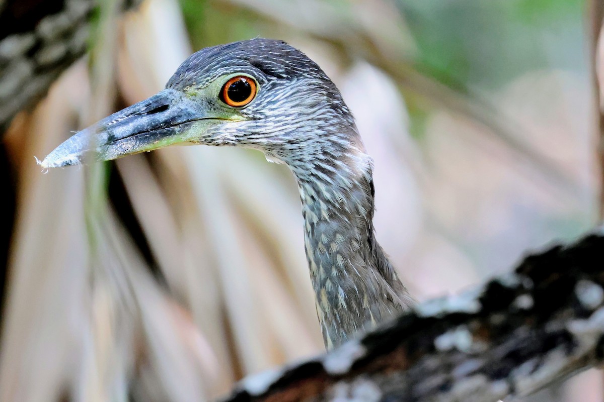 Yellow-crowned Night Heron - ML647016383
