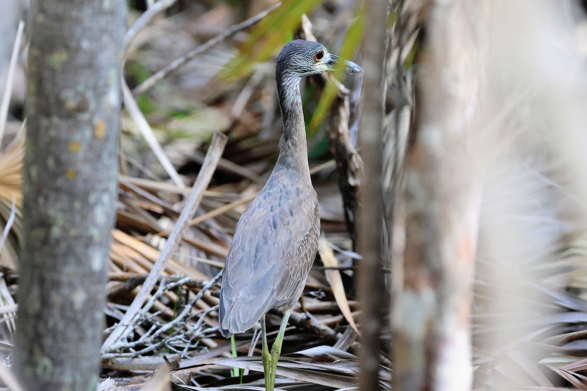 Yellow-crowned Night Heron - ML647016384