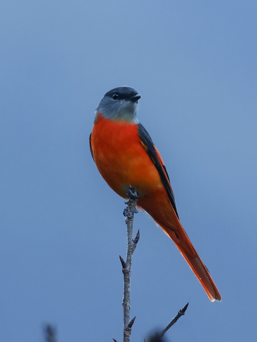 Личинкоїд сірощокий - ML647016386