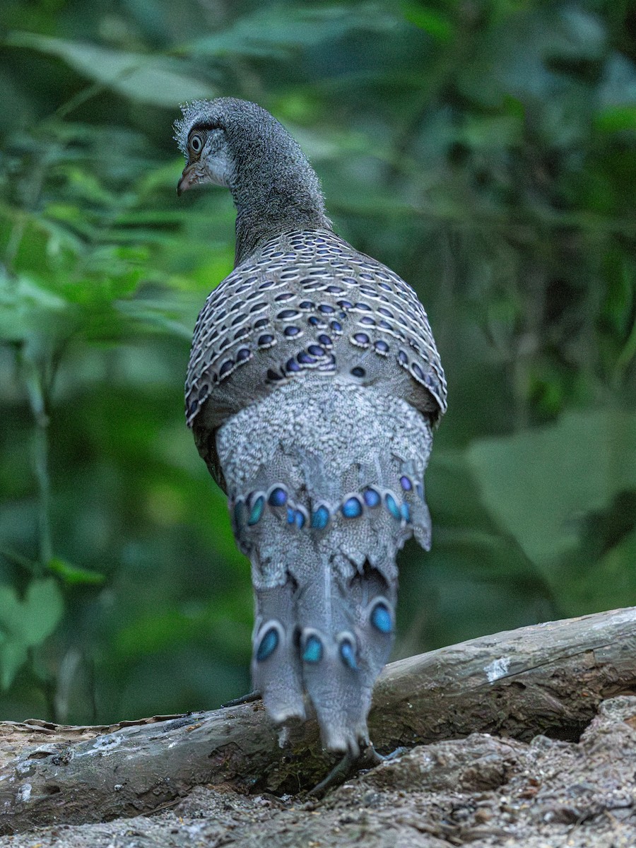 filigransfasan - ML647016387