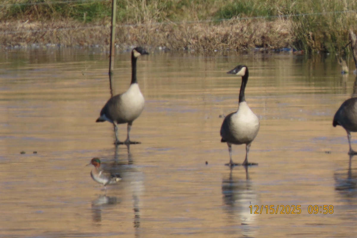 Barnacla Canadiense Grande - ML647016389