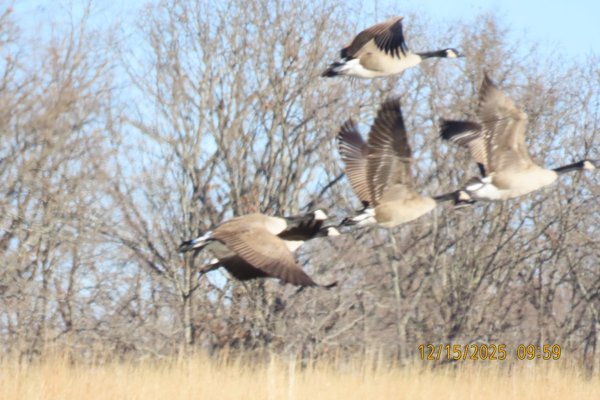 Barnacla Canadiense Grande - ML647016390
