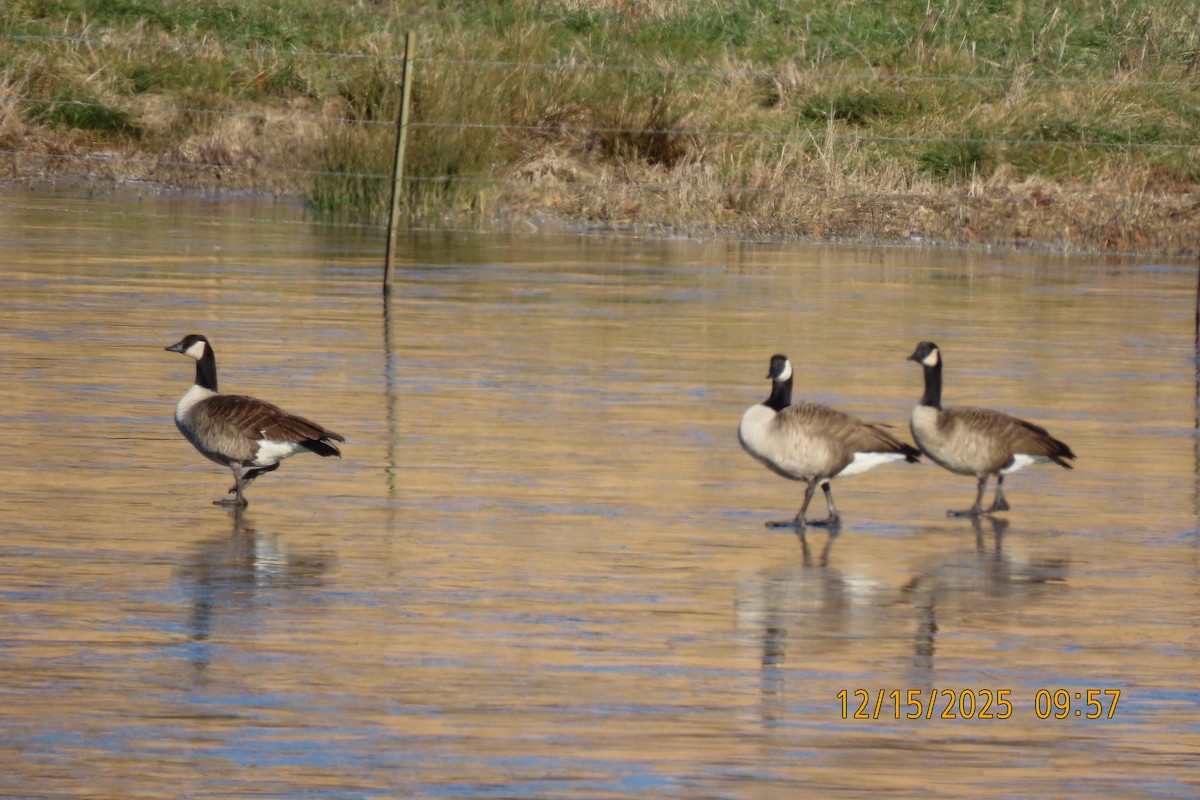 Barnacla Canadiense Grande - ML647016391